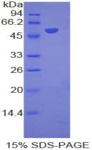 Mouse IFNA8 / Interferon Alpha 8 Protein (Recombinant His-GST)