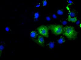 PDE4A / PDE4 Antibody (clone OTI8B7, Carrier-free)