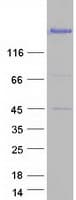 Human EIF4G1 / EIF4G Protein (Recombinant Myc-DDK (Flag))