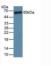 Polyclonal Rabbit anti-Mouse CD4 Antibody (aa27-394, WB)