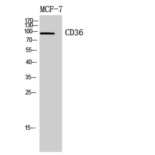 CD36 Antibody (331-380 aa, Internal)