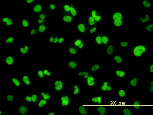 NFI / NFIC Antibody (clone 1C12-2A2)