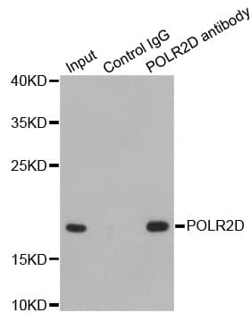 RPB16 / POLR2D Antibody