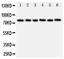 MYBL2 Antibody (aa1-17)
