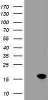CRABP2 Antibody (clone OTI10D6, Carrier-free)