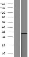 TATDN3 Protein (Over-Expression Lysate Myc-DDK (Flag))