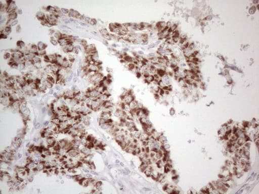 Monoclonal Mouse anti-Human BP1 / DLX4 Antibody (clone OTI8A1, IHC, WB)