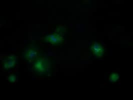 MRPS34 Antibody (clone OTI4C9)