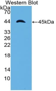 APOA4 Antibody (aa21-380)