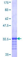 Human CGB2 Protein (Recombinant GST, N-terminus)