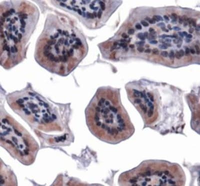 MFN1 Antibody (aa5-100, DY488)
