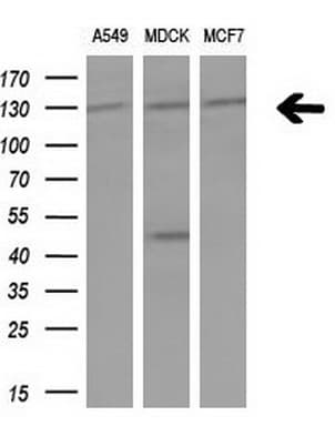 IRS1 Antibody (aa1-280, clone OTI3G10)