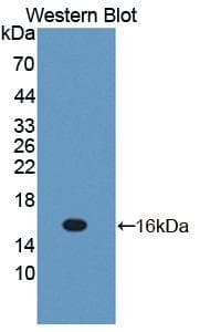 IL13 Antibody (aa22-131, Cy3)