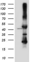 Monoclonal Mouse anti-Human SERPINB6 / PI-6 Antibody (clone OTI3H3, IF, WB)