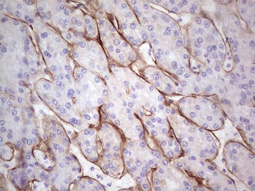 LAMA4 / Laminin Alpha 4 Antibody (aa25-270, clone OTI5G8)