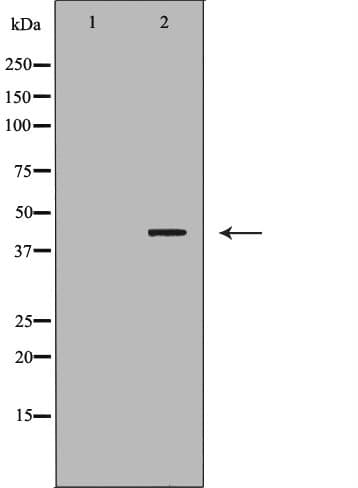 CNTFR Antibody