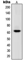 POLR3C Antibody (Internal)