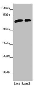 SLC6A12 / BGT-1 Antibody