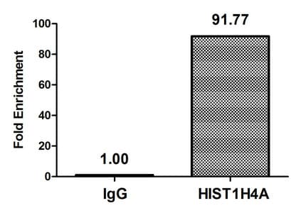 HIST1H4I Antibody