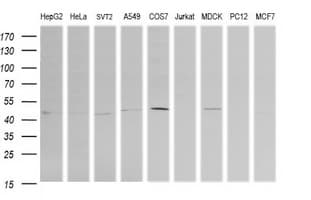 PARVA Antibody (clone OTI2F10)