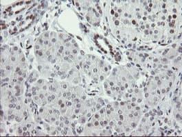TLE1 / TLE 1 Antibody (aa180-460, clone OTI1F9)