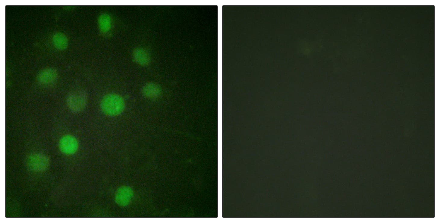 IHC-plus™ Histone H1 Antibody (aa1-50)