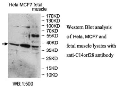 DRIP1 / C14orf28 Antibody