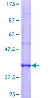 Human CEMIP / KIAA1199 Protein (Recombinant GST)