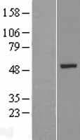 KRT26 / Keratin 26 Protein (Over-Expression Lysate Myc-DDK (Flag))