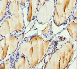 H2AFY / MACROH2A1 Antibody