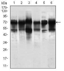 NELFA / WHSC2 Antibody (Amino Acid: 280-511, clone 6B11H8)