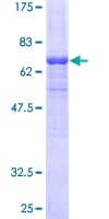 Human ARR3 / Cone Arrestin Protein (Recombinant GST)