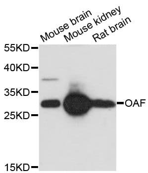 OAF Antibody