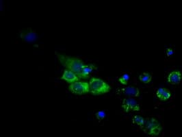 CYP1A2 Antibody (clone OTI7D12)