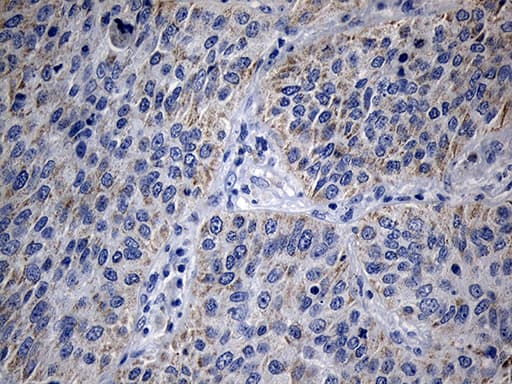 MRPL48 Antibody (clone OTI8E1, Carrier-free)