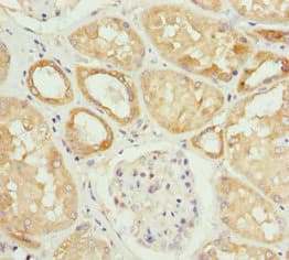 HADH Antibody
