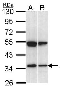 SH3GL1 / EEN Antibody (aa152-368)