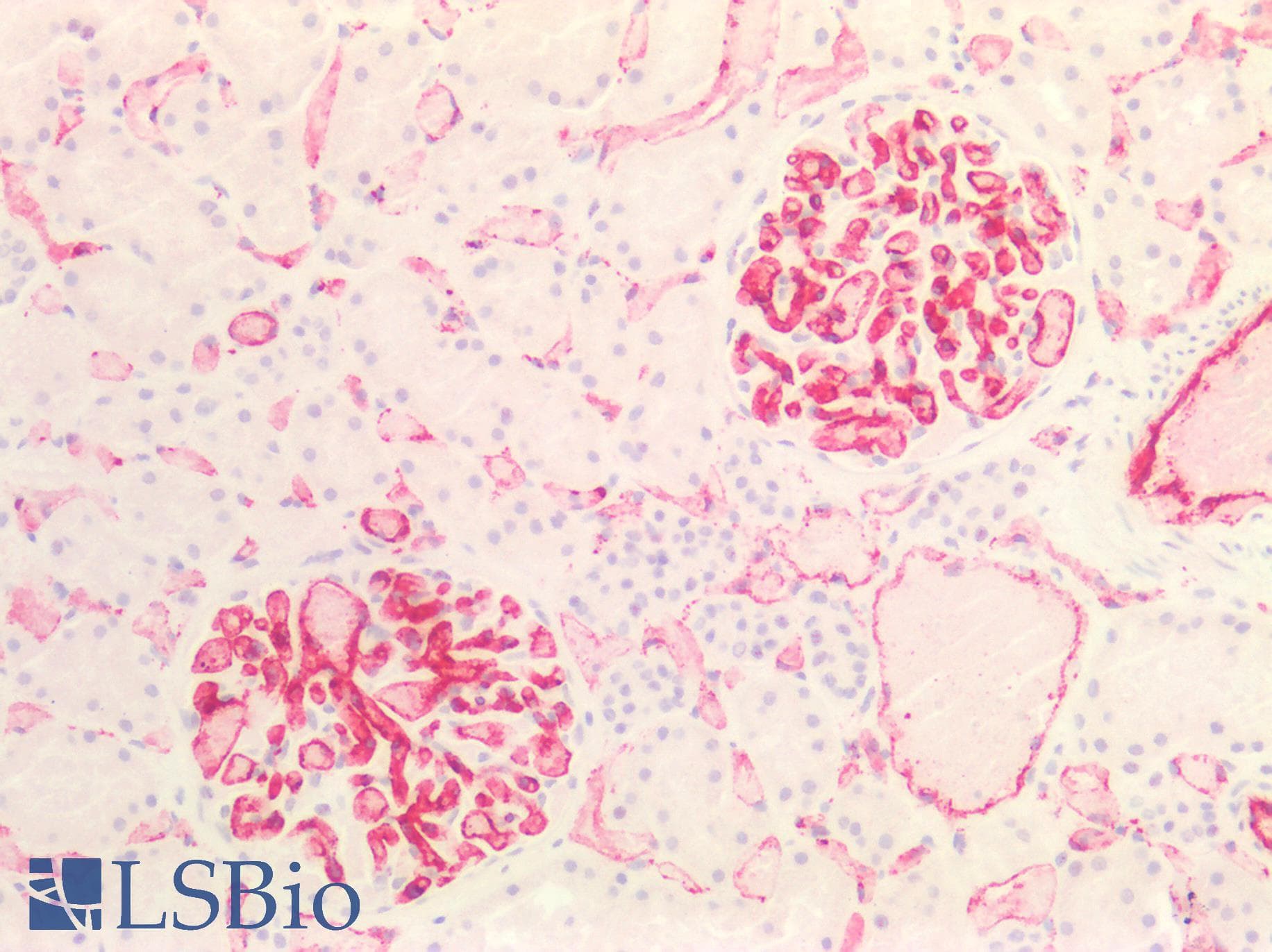 IHC-plus™ PECAM-1 / CD31 Antibody (C-Terminus)