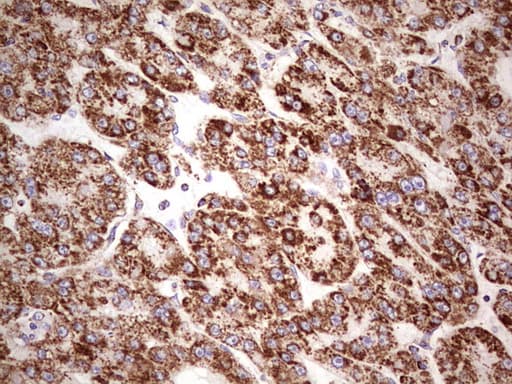 LRRC6 Antibody (clone OTI2F8, Carrier-free)