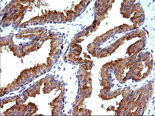 SCAMP2 Antibody (clone OTI2F1)