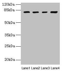 Polyclonal Rabbit anti-Human DHX35 Antibody