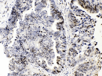 E2F4 Antibody
