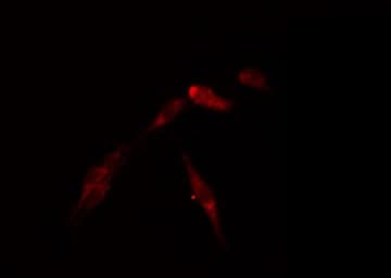 CDK2 Antibody