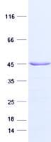 Human APOL3 / Apolipoprotein L 3 (Recombinant GST, N-terminus + His, C-terminus)