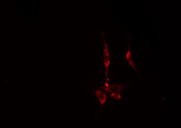 DDX55 Antibody