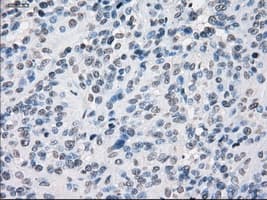 SLC7A8 / LAT2 Antibody (clone OTI7D6)