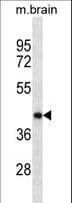 POU5F1 / OCT4 Antibody (clone 341CT7.6.2)