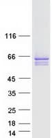 Human SYT2 Protein (Recombinant Myc-DDK (Flag))