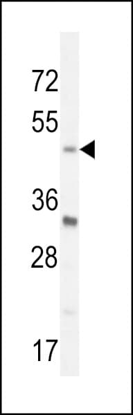 Polyclonal Rabbit anti-Human BHLHB2 / DEC1 Antibody (aa22-51, WB)
