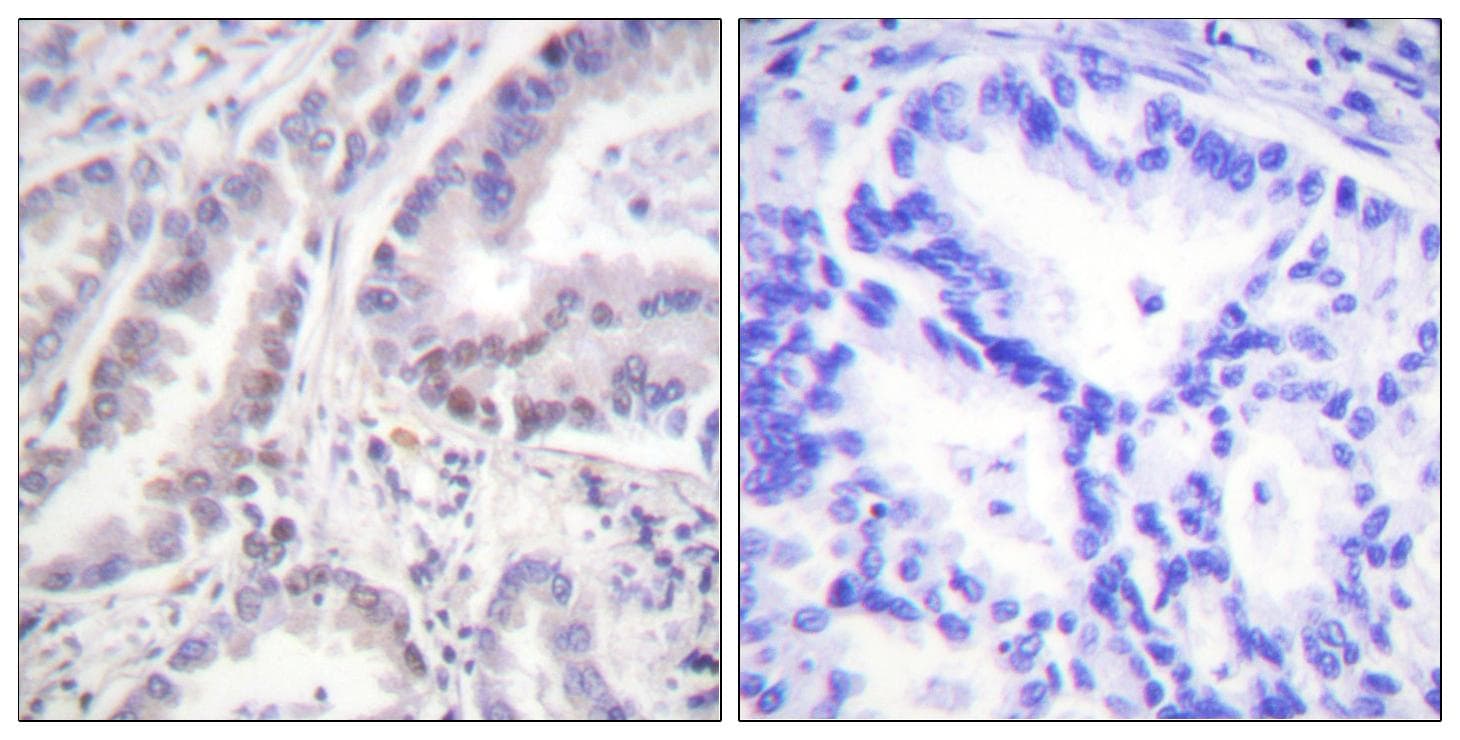 CDC6 Antibody (p54)
